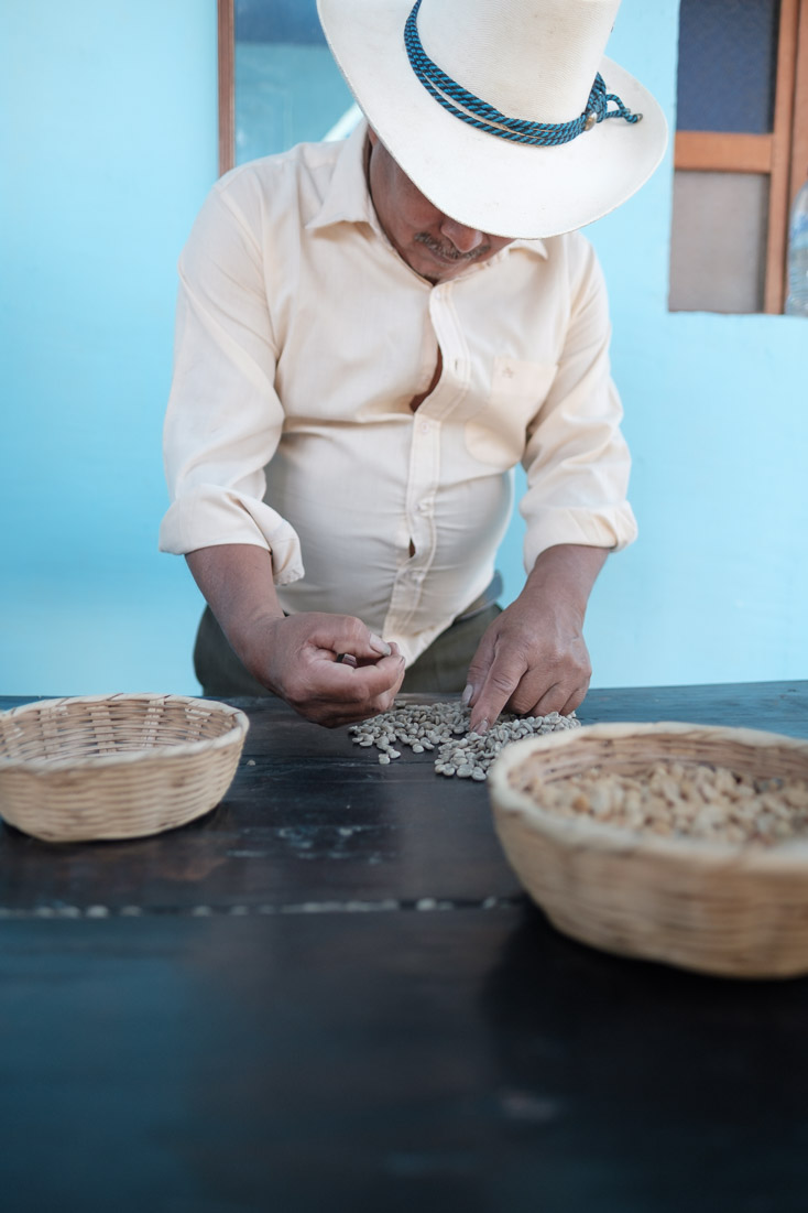 Sorting dried coffee beans by size and quality.
