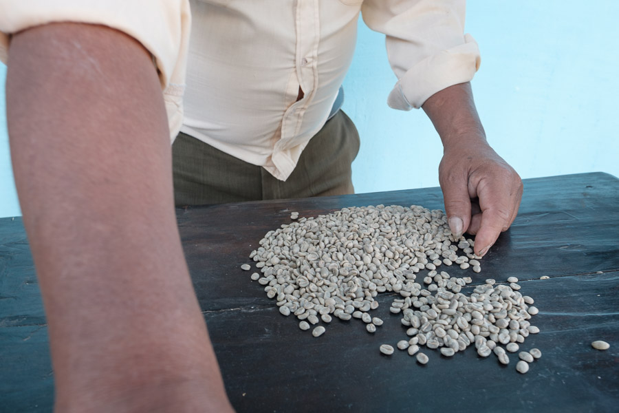 Sifting through and removing the less than perfect green coffee beans is labour intensive, but very meditative work when you get into it. This is quality assurance at its finest!