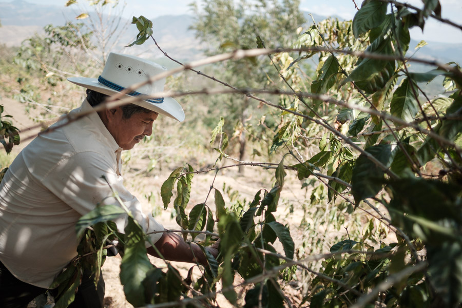 Picking coffee cherries under the shade of an avocado tree.