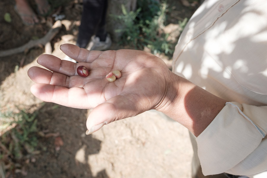 On the left is a ripe coffee cherry, and on the right is the prized bean that hides inside.