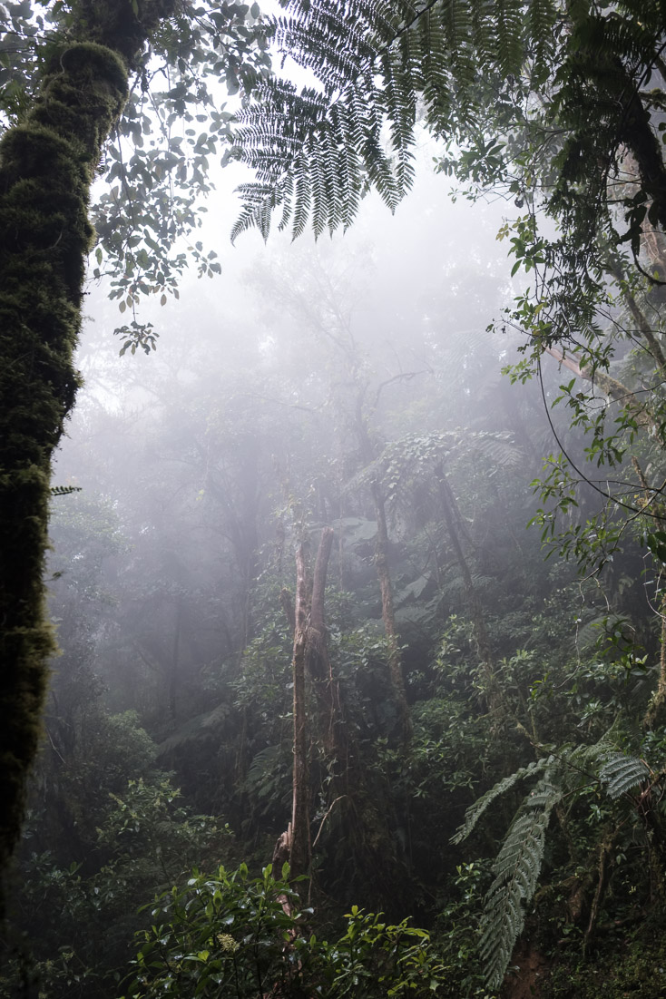 &hellip;while there is visual stillness, we can hear its calls&hellip;