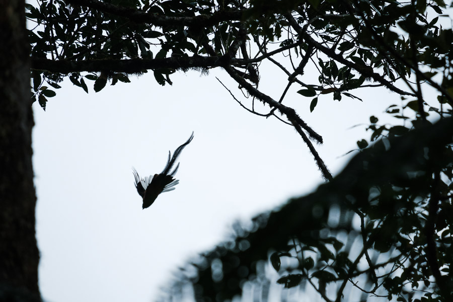 Moments later, a male flits through a window in the canopy with its distinct dragon-like tail.