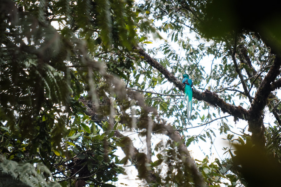 The male resplendent quetzal is an iconic bird in Guatemala - it is depicted on all of its currency and is woven into the Mayan mythology in many ways.