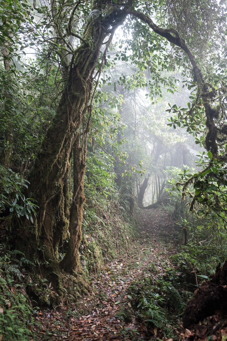 A mist-shrouded trail through the cloud forest.