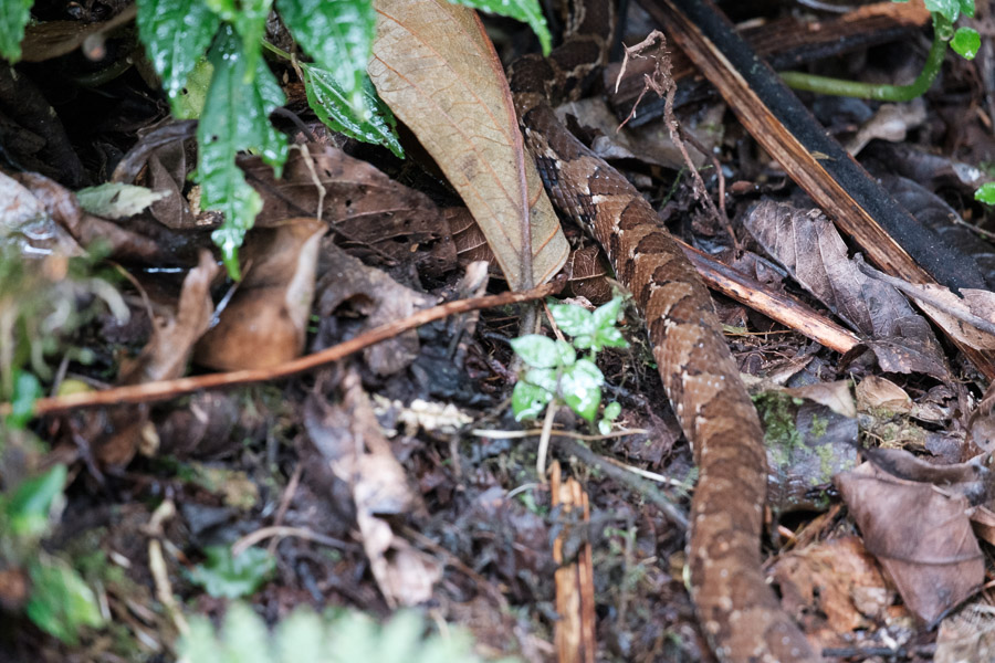 &hellip;pythons&hellip;