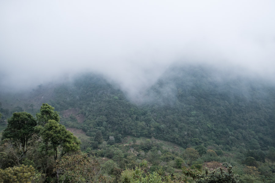 Infinite clouds roll over the forest, offering mere glimpses of the world around - their ethereal aura add a sense of mystery and magic to this place.
