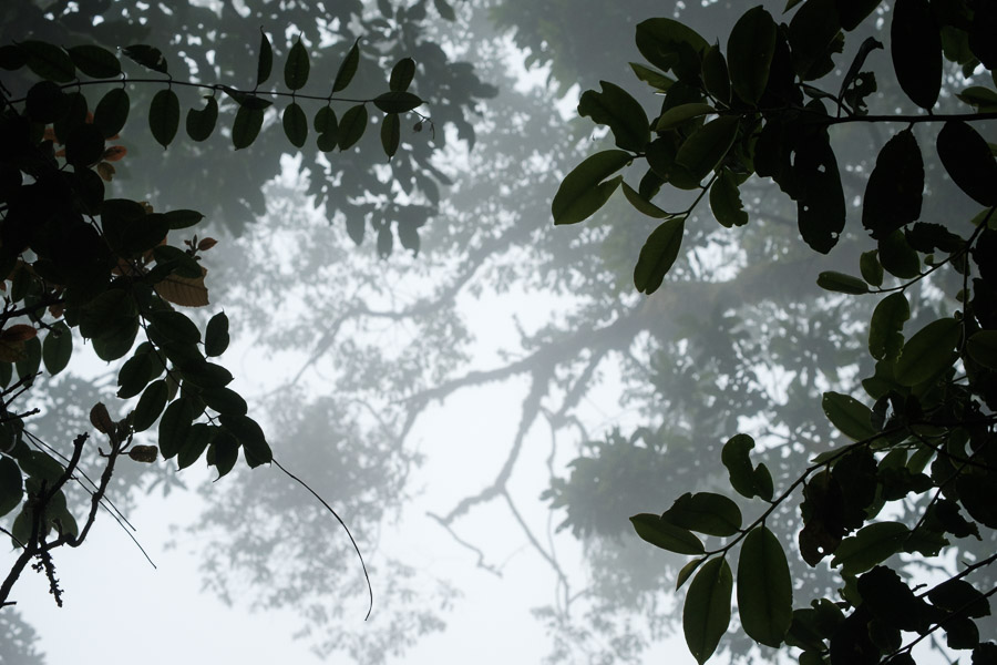 Looking up to towering trees, searching for creatures and connections here that are oft out of sight and out of mind.