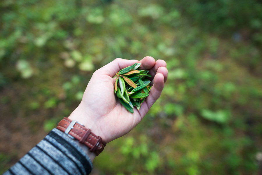 Finding enough space to step out of my dismal state of mind, I looked around with open eyes rather than the memories of the past and noticed a plant that I had come to love since first discovering it in the Yukon: labrador! It&rsquo;s an absolute treat to make tea out of its leaves and it would end up becoming a nightly ritual on tour to brew up a pot before bed.