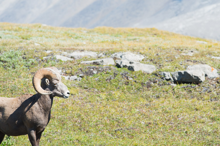 Bighorn sheep (pictured) and marmots outnumber hikers at these elevations.