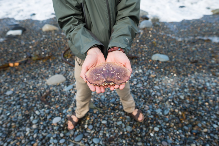 A crab shell found amidst the stones.