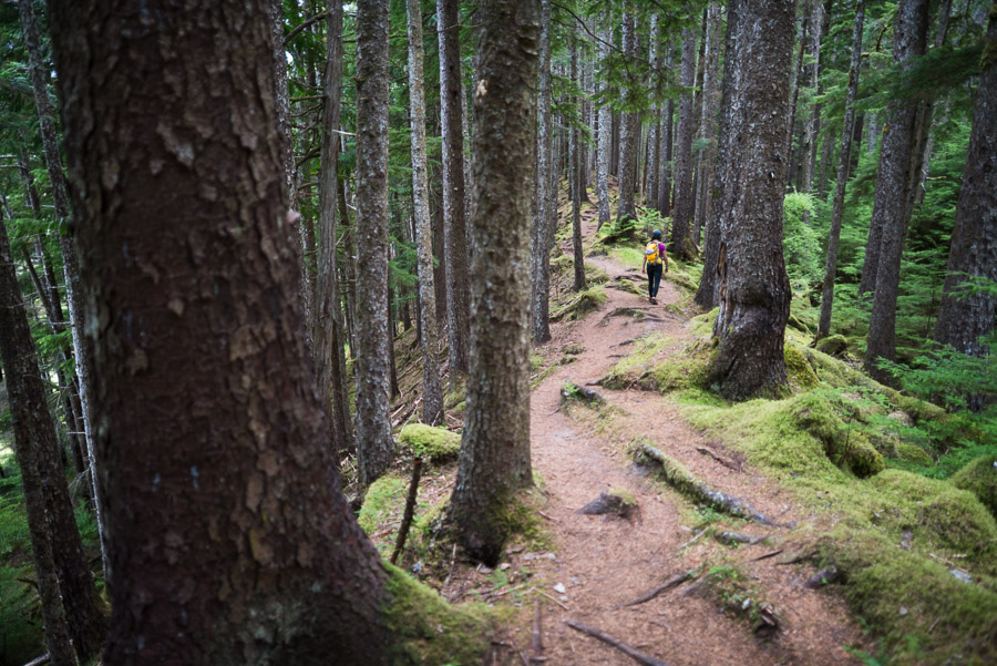 Venturing through old growth in search of the last coast we have yet to set foot on: East Beach.