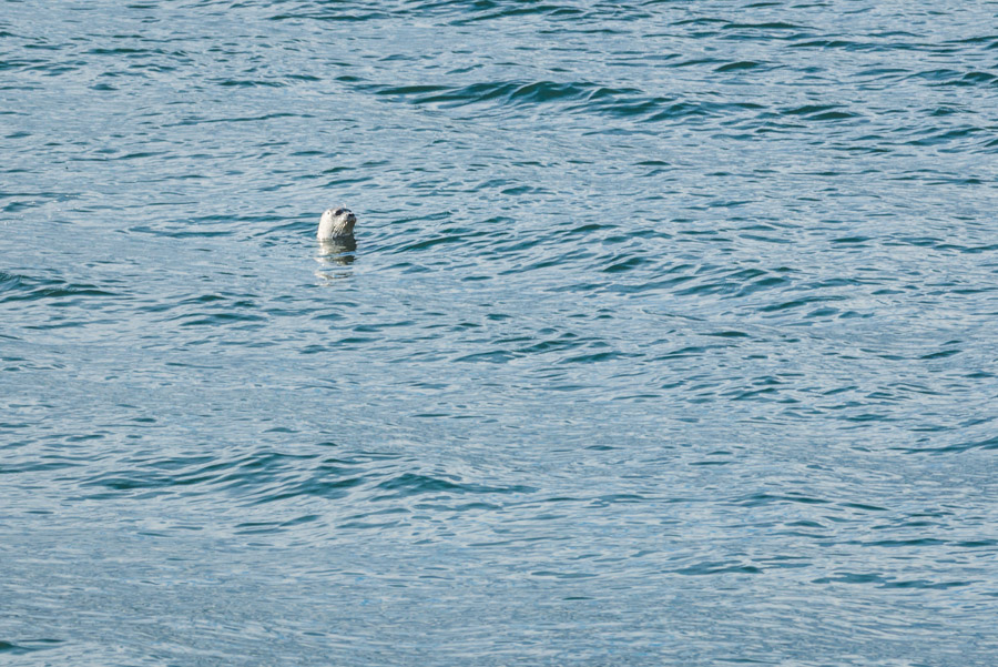 A seal that had kept an eye on me as I kept an eye on him. It is a dream of mine to one day live near the Salish Sea and be able to toss some snorkelling gear into my bike basket, pedal down to the nearby coast, put my camera in a waterproof housing, and go duck diving in the water with friendly locals like this harbour seal.
