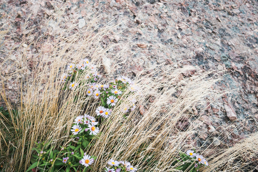 Late summer wildflowers find a place amidst the rocks.