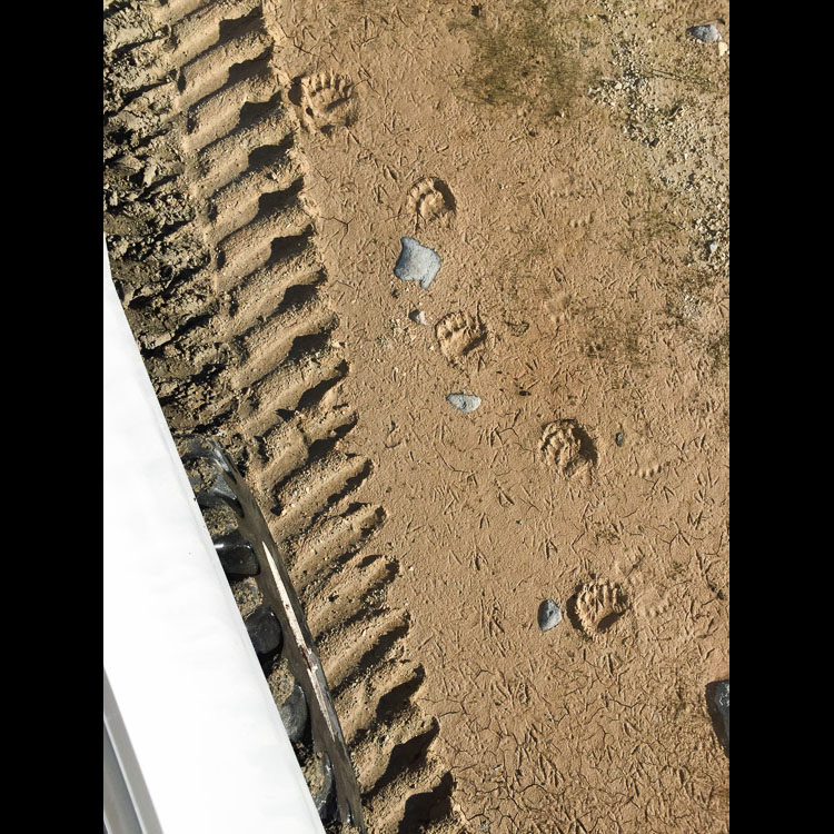Polar bears are elusive in the summer, but these fresh tracks turned into a tracking challenge for us.