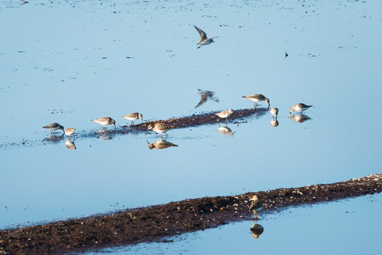 Sandpipers feed in shallow pools of water on the tundra.