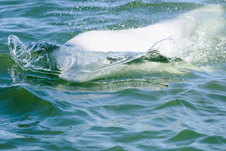 Belugas are incredibly curious and playful animals. They love to play in the bubbles from the motor. Every time we stopped to drop a hydrophone below the surface we quickly found ourselves drifting alone again, listening to their animated chatter fade into the distance.