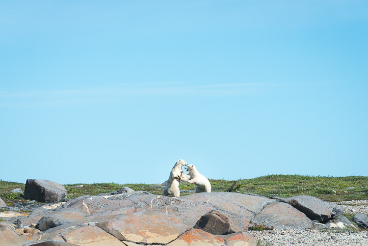 However, he was not alone. At this time of year, bears tend to conserve their energy, so it was another rarity to watch these two spar on the shore.