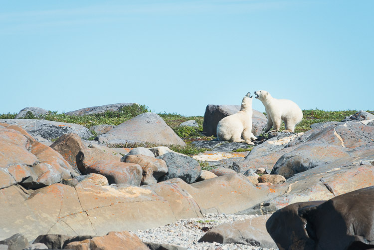 Polar bears on the shore of the Hudson Bay in summer.