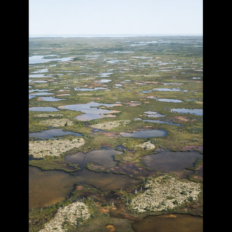 Taiga, tundra, and coast - these three ecosystems collide around the port town of Churchill, creating a special intersection of flora and fauna.