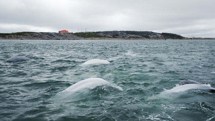 Beluga whales are also known as ‘canaries of the sea’, for they are extremely vocal and make many distinct calls that sound surprisingly birdlike.