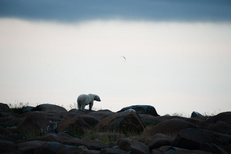 A polar bear stands silhouetted on a rocky ridge.