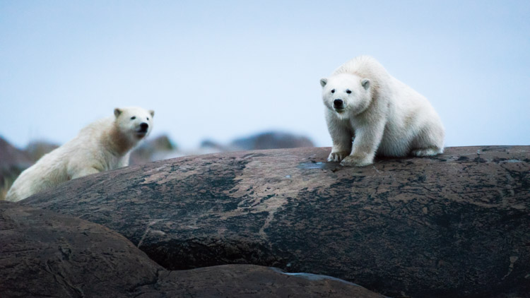 Two young polar bear cubs move playfully along the edge of the bay at dusk. They are approximately eight months old and to their wide eyes everything is still new.