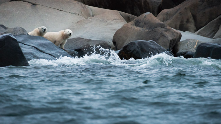Curious siblings explore along the waters edge…