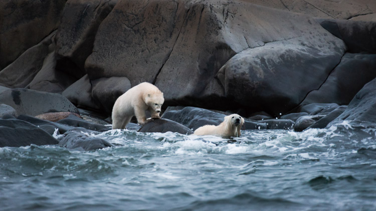 …and keep cool, as polar bears do.