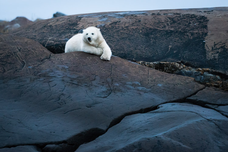 A curious cub.