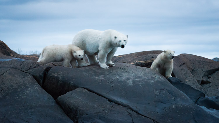 Mother and cubs.