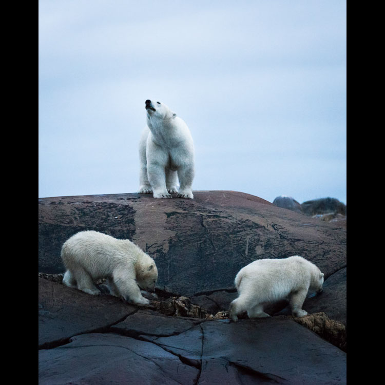 Polar bears are marine mammals, which means they spend most of their lives on the ice. This family is a picture of good health, but as the sea ice continues to disappear there is a lot of concern that so too will this fragile species.