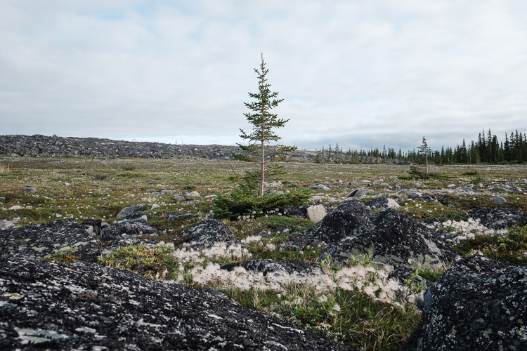 The disappearing edge of the treeline.