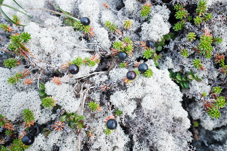 Crowberries dot a bed of reindeer moss on the tundra floor. While not very flavourful, these plentiful little berries can be a good source of hydration in the summer.