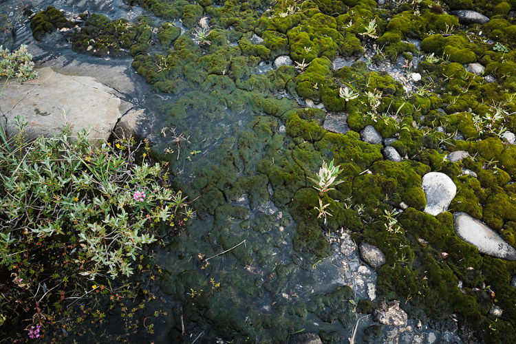 Tundra texture.