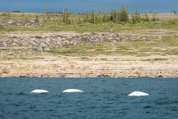 Beluga whales breach along the rocky Hudson Bay coastline.