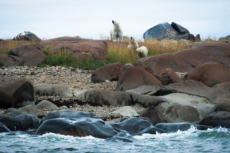 A mother polar bear waits with her cubs on shore for the ice to freeze over. Since they were born, she has fed them with her own milk. Only when she can get back onto the sea ice can she begin seal hunting and thus replenish her reserves.