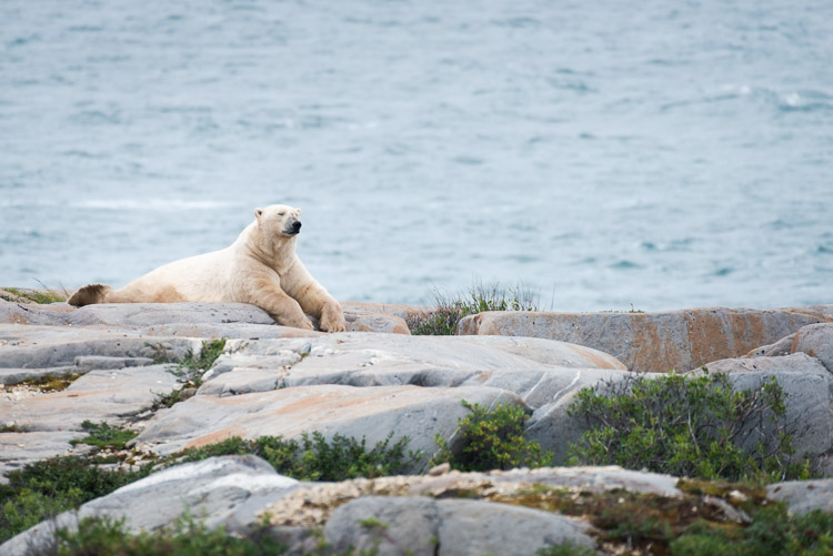 A large male polar bear conserves calories on the summer shore.