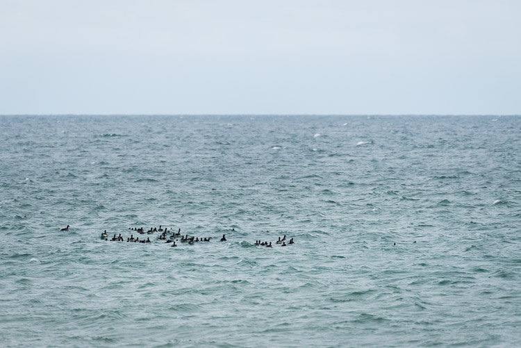 A flock of Canadian geese rests in the last piece of ocean on their southbound autumn journey. From here on in, it will an overland trek.