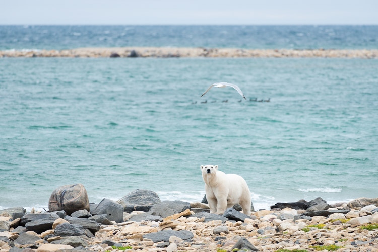 Eye contact. Polar bears are apex predators and don’t fear humans at all, but they do keep their eyes (and nose) acutely aware of their surroundings.