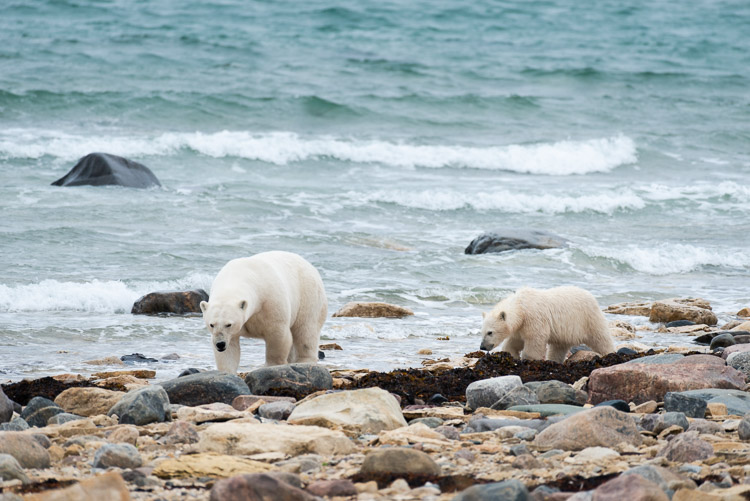 A mother bear teaches her cub the skills it will need…