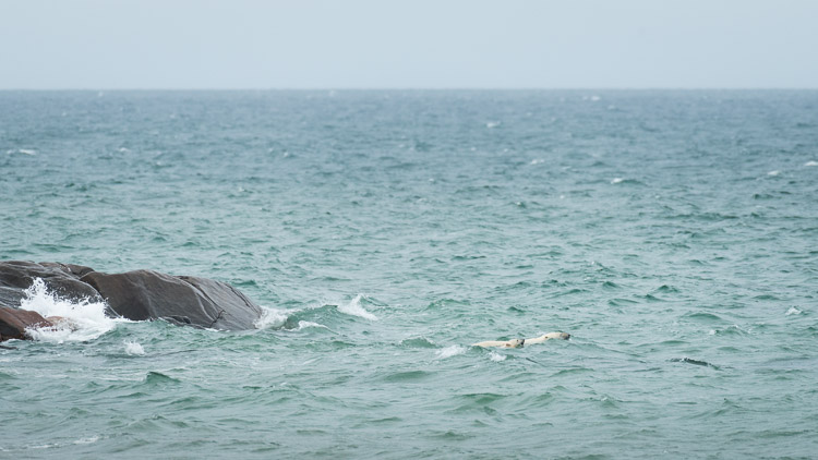Over a period of about an hour, this mother polar bear and cub repeated a swim and walk cycle several times. Combined with some jumping on rocks mimicry (simulating the movements required to break into a seal den in winter time) it was evident that she was teaching him through drills, and preparing for the hunting season to come.