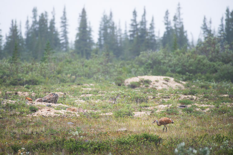 A sandhill crane blends in amidst the tundra’s colour palette.