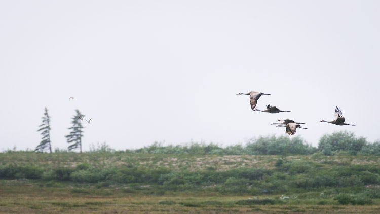 Sandhill cranes fly south - a small part of the migratory mass of life that moves through this unique ecosystem’s seasonal landscape.