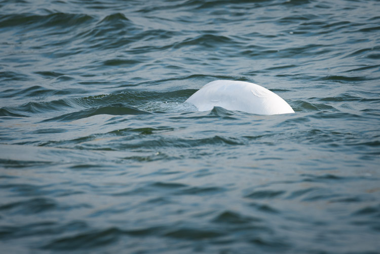 Distinctive scratch marks on the backs of belugas hint at the stories they’ve lived.