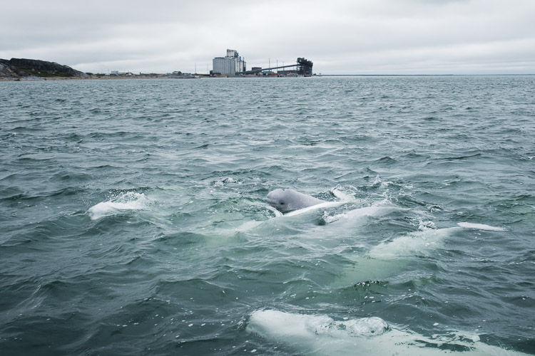 A baby beluga pokes its dark grey head out of the murky birthing waters that are the Churchill River estuary. As it ages, its colour will shift to white like the other adults in this pod.