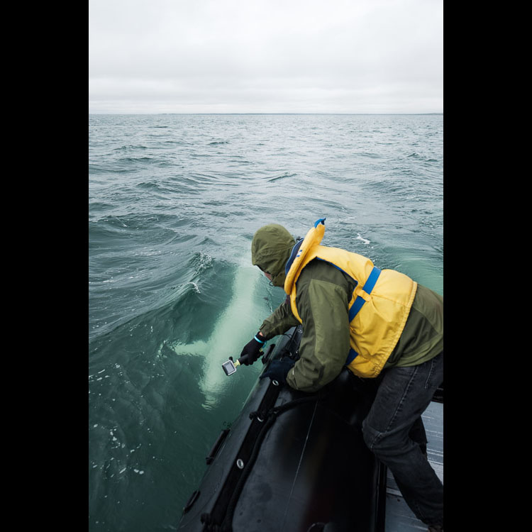 Dom Tollit, a researcher who studies the effects of noise pollution on whale populations, films belugas in the Churchill River estuary.