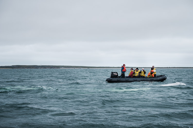 Curious beluga whales approach a boat.