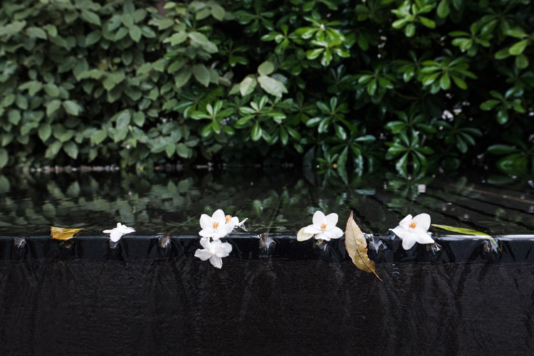 Fallen cherry blossoms gather at a fountain’s formed edge.