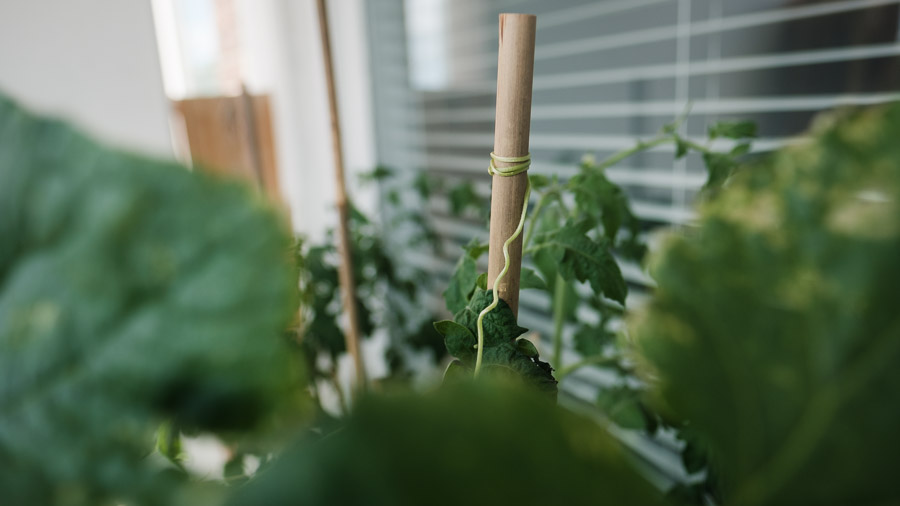 A cucumber tendril coiling around a bamboo stake among tomato plants on a balcony garden
